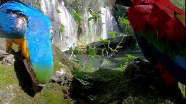 Dos Loros Rojos Azules Hermoso Bosque Con Cascadas Imágenes Alta — Vídeos de Stock