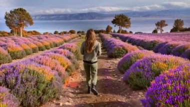 Gün batımında pembe ve mor lavanta tarlalarında gezen özgür ve mutlu genç bir kadının, blog yazarının ya da mankenin romantik, rüya gibi ve ilham verici insansız hava aracı videosu. Yüksek kalite 4k görüntü