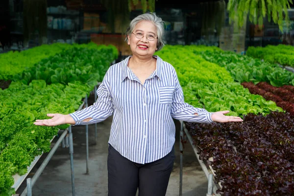 Portrait Asian senior woman farmer standing in hydroponics vegetable farm. career after retirement that can generate income for the owner, Small business owner and startup concept