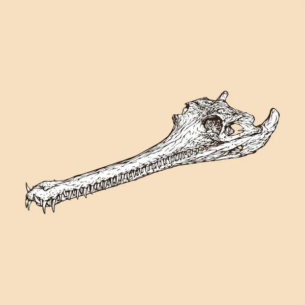 Illustration Vectorielle Tête Crâne Gavial Indien — Image vectorielle