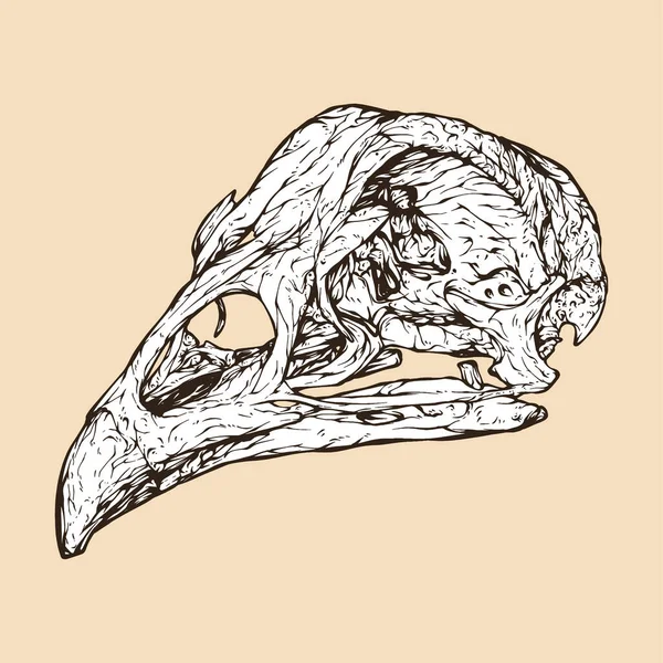 Illustrazione Vettoriale Della Testa Del Cranio Pollo — Vettoriale Stock