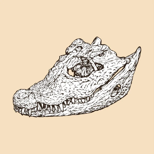 Африканский Карлик Крокодил Векторной Иллюстрацией Головы Черепа — стоковый вектор