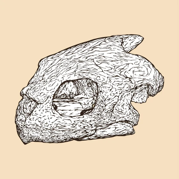 Tortuga Marina Cráneo Cabeza Vector Ilustración — Vector de stock
