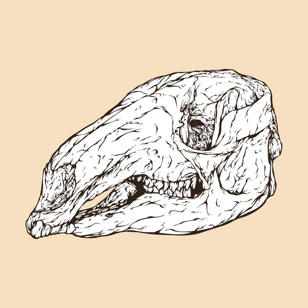 Illustrazione Rossa Del Vettore Della Testa Del Cranio Del Canguro — Vettoriale Stock