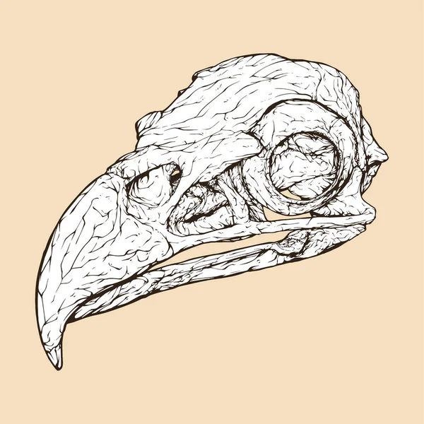 Лисий Орел Голова Черепа Векторні Ілюстрації — стоковий вектор