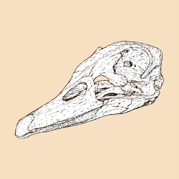 Pato Doméstico Cráneo Cabeza Vector Ilustración — Vector de stock