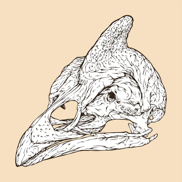 Helmeted Guineafowl Skull Head Vector Illustration - Stok Vektor