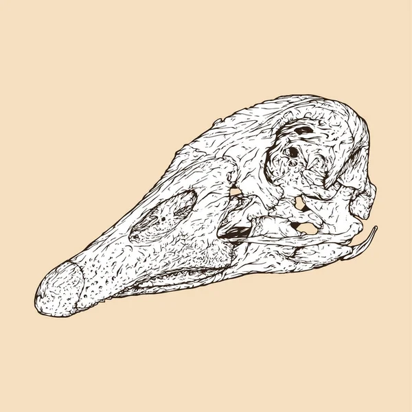Ganso Doméstico Cráneo Cabeza Vector Ilustración — Vector de stock