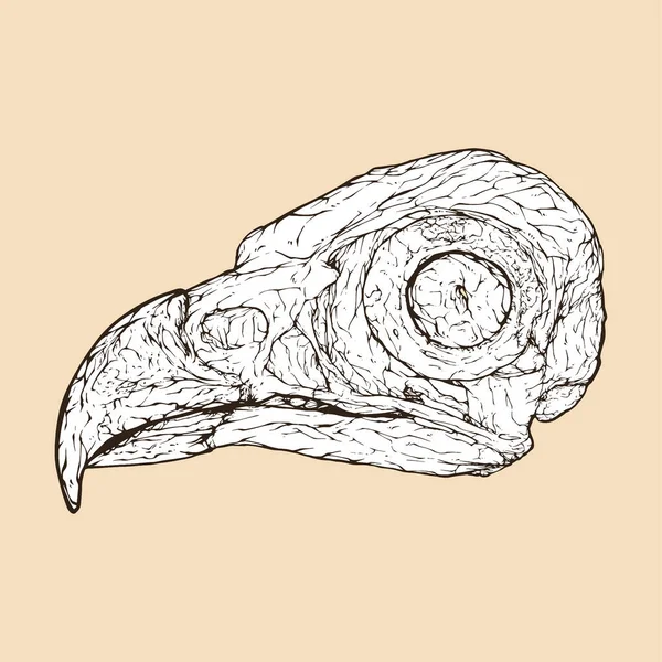Illustrazione Del Vettore Della Testa Del Cranio Del Falco Pescatore — Vettoriale Stock