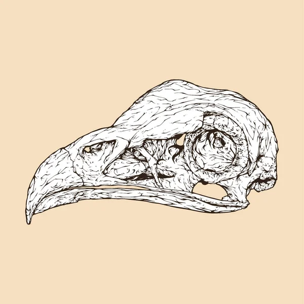 Segretario Uccello Cranio Testa Vettore Illustrazione — Vettoriale Stock