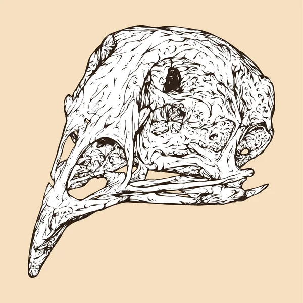Quail Skull Head Vector Illustration — Stock Vector