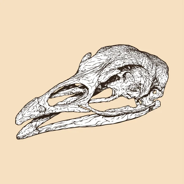 Turkey Skull Head Vector Illustration — Stock Vector