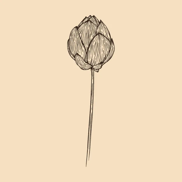 Lotusblume Vektor Illustration Mit Linienzeichnung — Stockvektor