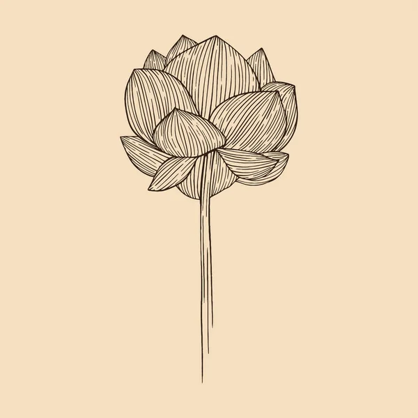Lotos Kwiat Wektor Ilustracja Linii Sztuki — Wektor stockowy