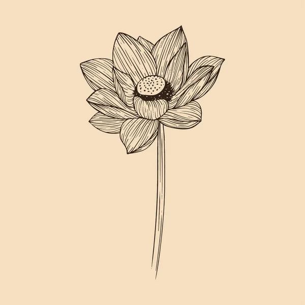 Lotus Flower Vector Illustration Line Art — Stock Vector