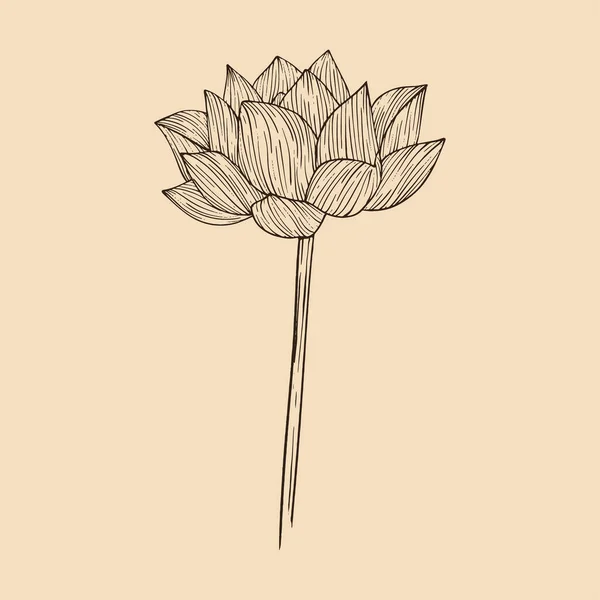 Lotus Flower Vector Illustration Line Art — Stock Vector