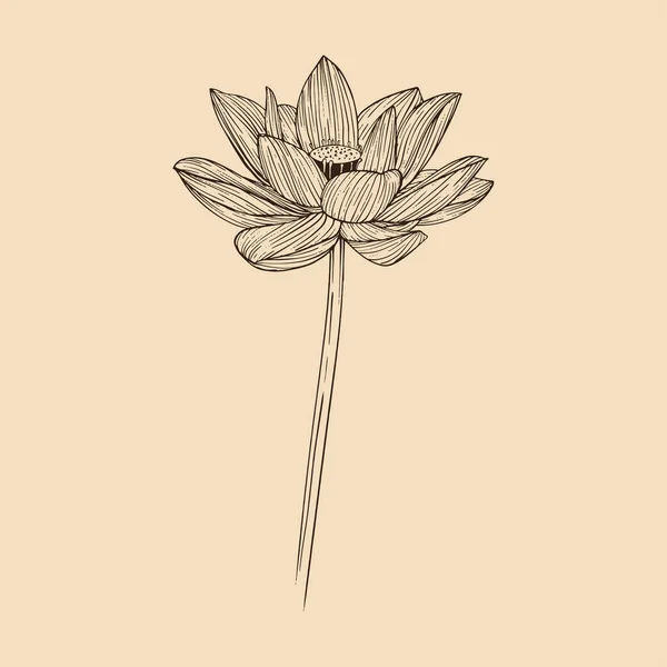 Lotus Blomma Vektor Illustration Med Linje Konst — Stock vektor