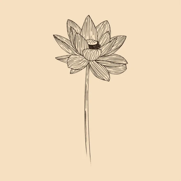 ラインアートと蓮の花ベクトルイラスト — ストックベクタ
