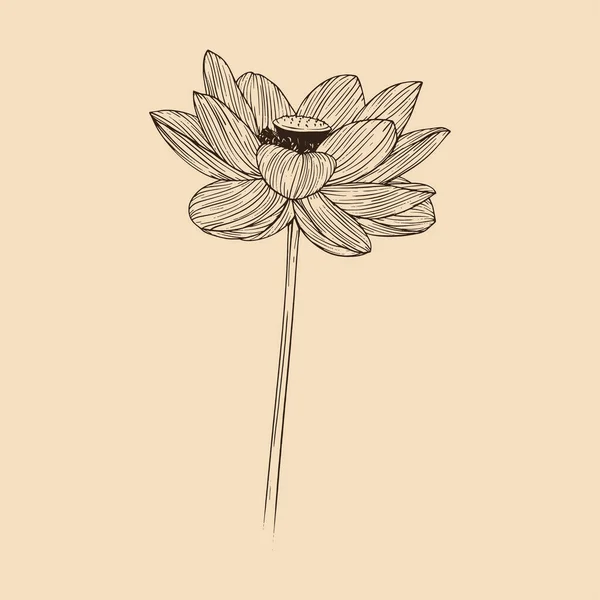 Illustration Vectorielle Fleur Lotus Avec Line Art — Image vectorielle