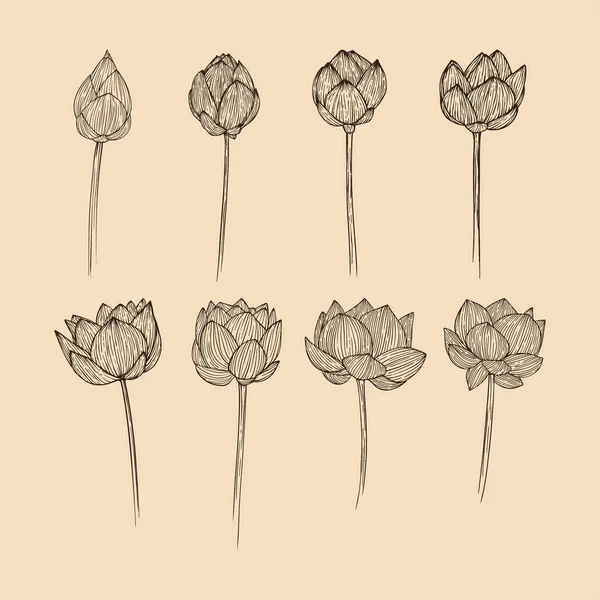Set Lotus Flower Collection Vector Illustration Line Art — Stock Vector