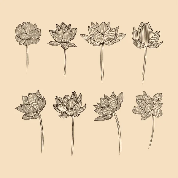 Set Lotus Blume Sammlung Vektor Illustration Mit Linienzeichnungen — Stockvektor