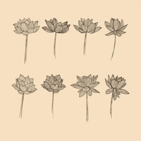 Set Lotus Flower Collection Vector Illustration Line Art — Stock Vector