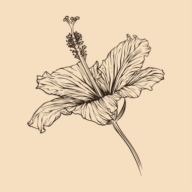 Çizgi sanatı ile Hibiscus çiçek vektör çizimi