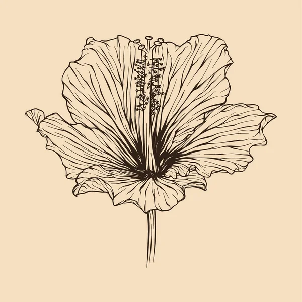 Hibiscus Flower Vector Illustration Line Art — Stock Vector