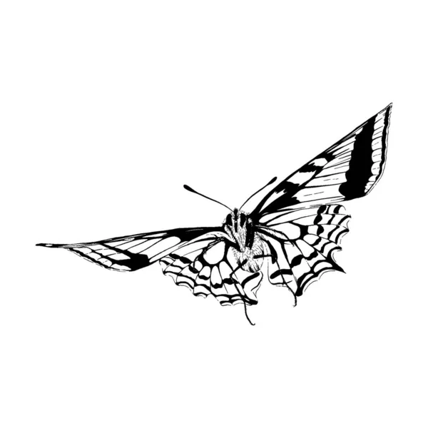 Ilustrație Schiță Fluture Desen Grunge Vector Contur Animal — Vector de stoc