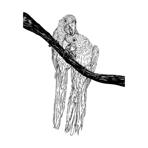 Illustration Deux Aras Jacinthe Croquis Dessin Grunge Vecteur Contour Animal — Image vectorielle