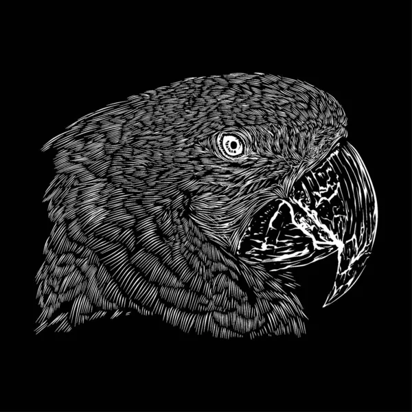 Illustration Tête Aras Croquis Dessin Grunge Vecteur Contour Animal — Image vectorielle