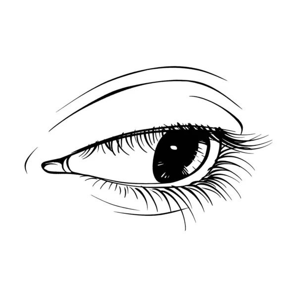 Bonita Mão Desenhado Esboço Fêmea Olho Vetor Ilustração Linha Arte — Vetor de Stock