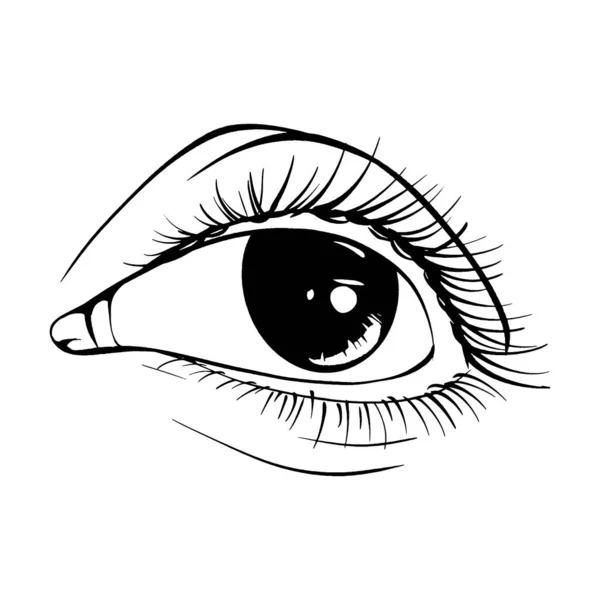Beautiful Hand Drawn Sketch Female Eye Vector Illustration Line Art — Stock Vector