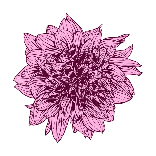 El çizimi yıldız çiçeği. Vektör çiçek illüstrasyonu