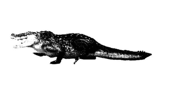 Stippteckning Alligator Animation Rörlig Grafik Sömlös Looping Animation — Stockvideo