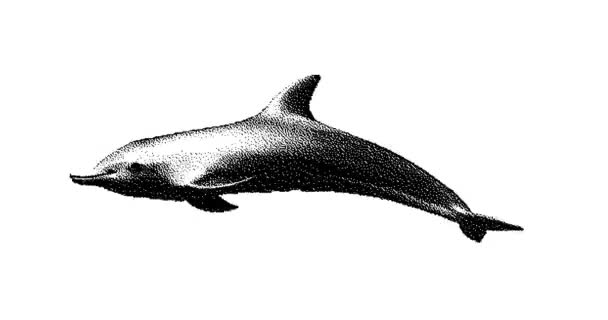 돌고래 그리기 애니메이션 그래픽입니다 원활한 애니메이션 — 비디오
