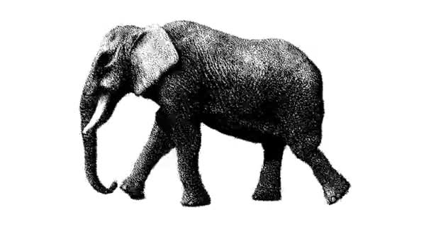 Rysunek Słonia Chodzącego Animacja Grafika Ruchu Bezproblemowa Animacja Pętlowa — Wideo stockowe