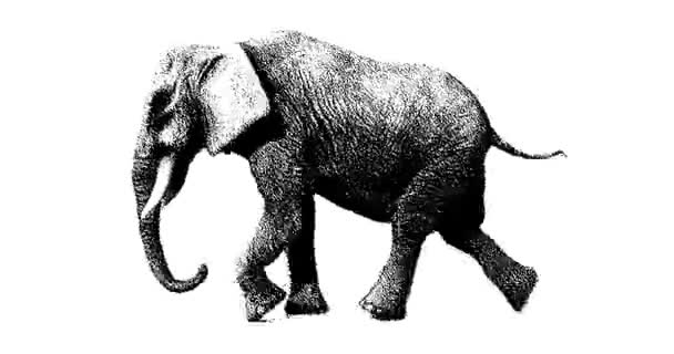 Малюнок Слона Біжить Анімація Графіки Руху Безшовна Циклічна Анімація — стокове відео