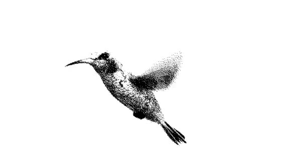 Stipple Ritning Kolibri Flyger Animation Rörlig Grafik Sömlös Looping Animation — Stockvideo