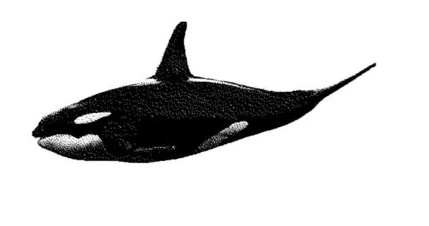 Desenho Ponta Orca Gráficos Movimento Animação Animação Sem Costura Looping — Vídeo de Stock