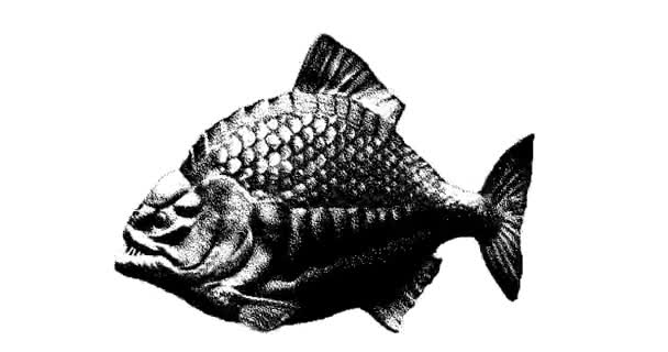 Disegno Stipple Pesce Piranha Animazione Grafica Movimento Animazione Loop Senza — Video Stock
