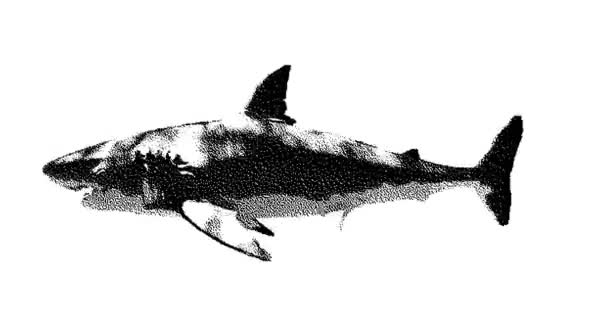 Stipple Dibujo Tiburón Animación Gráficos Movimiento Animación Bucle Sin Fisuras — Vídeo de stock