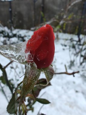 Buzun altında bir gül.