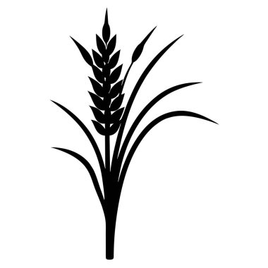 Beyaz arkaplanda yalıtılmış buğday bitkisi