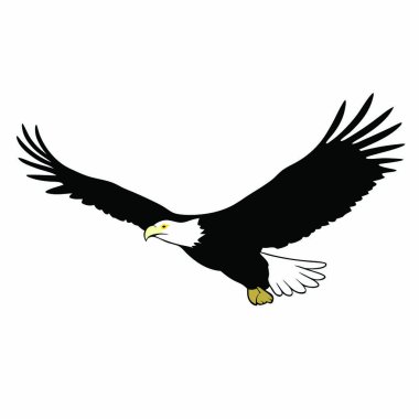 Kartal kuşu beyaz arka planda tek başına uçuyor.