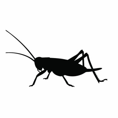 Çekirge simgesi, beyaz arkaplanda izole edilmiş basit bir stilde. böcekler sembolü