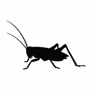 Böcek silueti, vektör illüstrasyonu, siyah ve beyaz