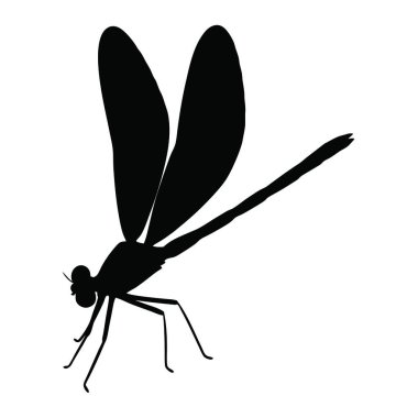 bir yusufçuk silueti