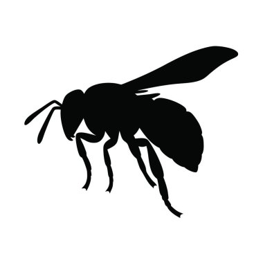 Beyaz arkaplanda siyah arı