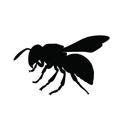 Arının vektör illüstrasyonu